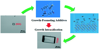 Graphical abstract: Investigations on growth intensification of p-toluamide crystals based on growth rate analysis and molecular simulation