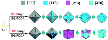 Graphical abstract: Controllable synthesis of Au nanocrystals with systematic shape evolution from an octahedron to a truncated ditetragonal prism and rhombic dodecahedron