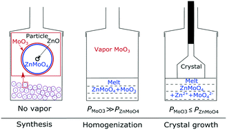 Graphical abstract: Peculiarities of the crystallization process and growth of pure nonstoichiometric ZnMoO4 single crystals and those doped with WO3