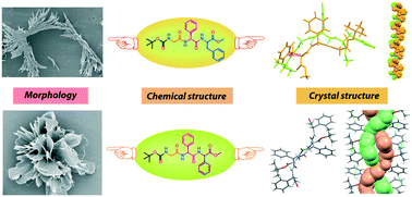 Graphical abstract: Formation of supramolecular single and double helix-like structures from designed tripeptides