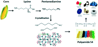 Graphical abstract: Thermodynamics, crystal structure, and characterization of a bio-based nylon 54 monomer