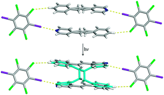 Graphical abstract: Regioselective [2 + 2] cycloaddition reaction within a pair of polymorphic co-crystals based upon halogen bonding interactions