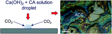 Graphical abstract: The multiple roles of carbonic anhydrase in calcium carbonate mineralization