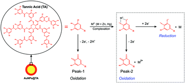 Graphical abstract: Tannic acid capped gold nanoparticles: capping agent chemistry controls the redox activity