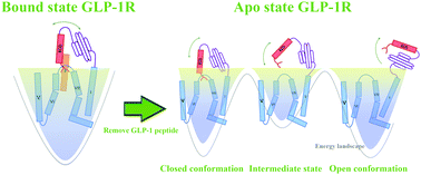 Graphical abstract: Investigation of ECD conformational transition mechanism of GLP-1R by molecular dynamics simulations and Markov state model