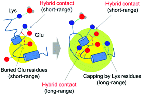 Graphical abstract: Is it possible for short peptide composed of positively- and negatively-charged “hydrophilic” amino acid residue-clusters to form metastable “hydrophobic” packing?
