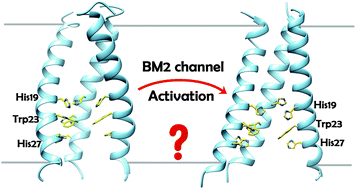 Graphical abstract: A unique activation–promotion mechanism of the influenza B M2 proton channel uncovered by multiscale simulations