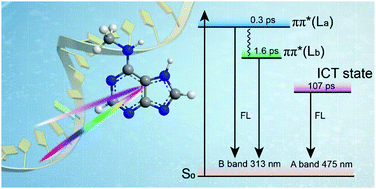 Graphical abstract: Direct observation of an intramolecular charge transfer state in epigenetic nucleobase N6-methyladenine