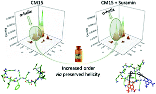 Graphical abstract: The molecular mechanism of structural changes in the antimicrobial peptide CM15 upon complex formation with drug molecule suramin: a computational analysis