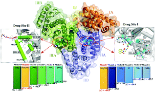 Graphical abstract: Insight into the delivery channel and selectivity of multiple binding sites in bovine serum albumin towards naphthalimide–polyamine derivatives