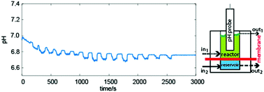 Graphical abstract: Oscillations of pH in the urea–urease system in a membrane reactor