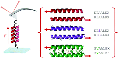 Graphical abstract: Structural determinants of coiled coil mechanics