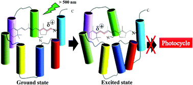 Graphical abstract: Protein conformational alterations induced by the retinal excited state in proton and sodium pumping rhodopsins