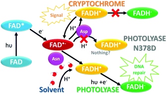 Graphical abstract: What accounts for the different functions in photolyases and cryptochromes: a computational study of proton transfers to FAD