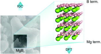 Graphical abstract: Surface termination of MgB2 unveiled by a combination of adsorption experiments and theoretical calculations