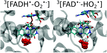 Graphical abstract: Theoretical insights into the formation and stability of radical oxygen species in cryptochromes