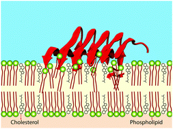 Graphical abstract: The interactions of an Aβ protofibril with a cholesterol-enriched membrane and involvement of neuroprotective carbazolium-based substances