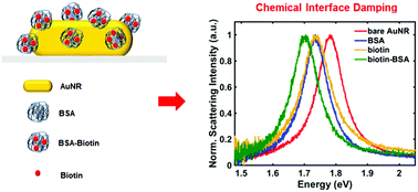 Graphical abstract: Single-particle correlation study: chemical interface damping induced by biotinylated proteins with sulfur in plasmonic gold nanorods