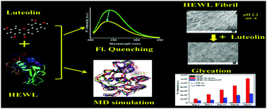 Graphical abstract: Lysozyme–luteolin binding: molecular insights into the complexation process and the inhibitory effects of luteolin towards protein modification