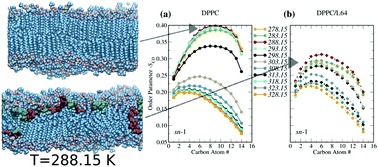 Graphical abstract: Amphiphilic copolymers change the nature of the ordered-to-disordered phase transition of lipid membranes from discontinuous to continuous