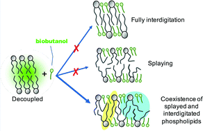 Graphical abstract: Response of microbial membranes to butanol: interdigitation vs. disorder