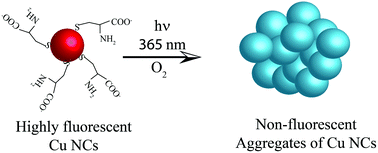 Graphical abstract: Photo induced chemical modification of surface ligands for aggregation and luminescence modulation of copper nanoclusters in the presence of oxygen