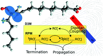 Graphical abstract: On the magnetosensitivity of lipid peroxidation: two- versus three-radical dynamics