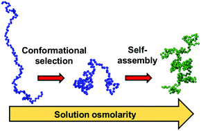 Graphical abstract: Conformational selection of the intrinsically disordered plant stress protein COR15A in response to solution osmolarity – an X-ray and light scattering study