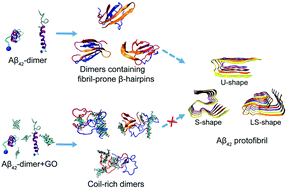 Graphical abstract: Molecular dynamics simulations reveal the mechanism of graphene oxide nanosheet inhibition of Aβ1–42 peptide aggregation