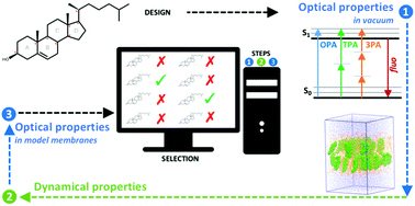 Graphical abstract: Rational design of novel fluorescent analogues of cholesterol: a “step-by-step” computational study