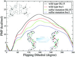 Graphical abstract: Sulfur-substitution-induced base flipping in the DNA duplex
