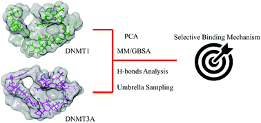 Graphical abstract: Insight into the selective binding mechanism of DNMT1 and DNMT3A inhibitors: a molecular simulation study