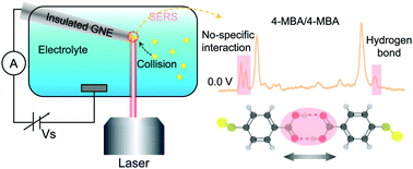 Graphical abstract: Modulating and probing the dynamic intermolecular interactions in plasmonic molecule-pair junctions