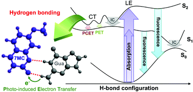 Graphical abstract: Fluorescence quenching by photoinduced electron transfer between 7-methoxycoumarin and guanine base facilitated by hydrogen bonds: an in silico study