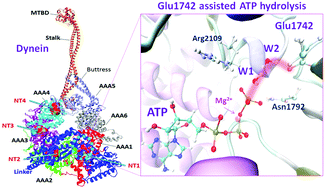 Graphical abstract: Mechanistic study of the ATP hydrolysis reaction in dynein motor protein