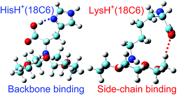 Graphical abstract: Infrared multiple photon dissociation action spectroscopy of protonated glycine, histidine, lysine, and arginine complexed with 18-crown-6 ether