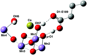 Graphical abstract: Thermodynamics of the S2-to-S3 state transition of the oxygen-evolving complex of photosystem II