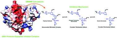 Graphical abstract: The reaction mechanism of Zika virus NS2B/NS3 serine protease inhibition by dipeptidyl aldehyde: a QM/MM study