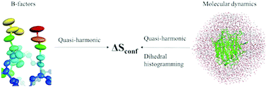 Graphical abstract: Are crystallographic B-factors suitable for calculating protein conformational entropy?