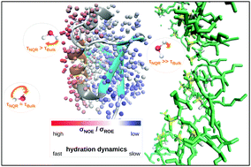 Graphical abstract: Hydration dynamics of proteins in reverse micelles probed by 1H-NOESY/1H-ROESY NMR and 17O-nuclear quadrupole resonance (NQR)