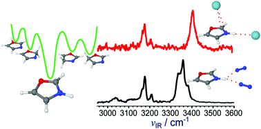Graphical abstract: Unraveling the protonation site of oxazole and solvation with hydrophobic ligands by infrared photodissociation spectroscopy
