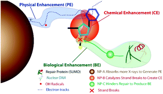 Graphical abstract: Physical, chemical and biological enhancement in X-ray nanochemistry