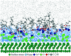 Graphical abstract: Effect of confinement on the adsorption behavior of inorganic and organic ions at aqueous–cyclohexane interfaces: a molecular dynamics study