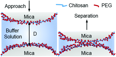 Graphical abstract: Probing molecular interactions of PEGylated chitosan in aqueous solutions using a surface force apparatus