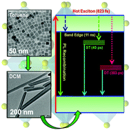 Graphical abstract: Influence of shape on the carrier relaxation dynamics of CsPbBr3 perovskite nanocrystals