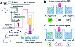 Graphical abstract: How membrane lipids influence plasma delivery of reactive oxygen species into cells and subsequent DNA damage: an experimental and computational study
