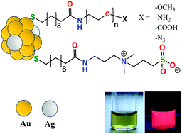 Graphical abstract: Highly fluorescent hybrid Au/Ag nanoclusters stabilized with poly(ethylene glycol)- and zwitterion-modified thiolate ligands