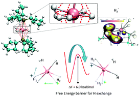 Graphical abstract: Ab initio accelerated molecular dynamics study of the hydride ligands in the ruthenium complex: Ru(H2)2H2(P(C5H9)3)2