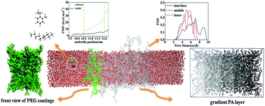 Graphical abstract: Molecular dynamics simulation studies of the structure and antifouling performance of a gradient polyamide membrane