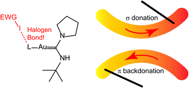 Graphical abstract: Influence of halogen bonding on gold(i)–ligand bond components and DFT characterization of a gold–iodine halogen bond